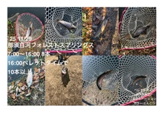 ニジマスの釣果