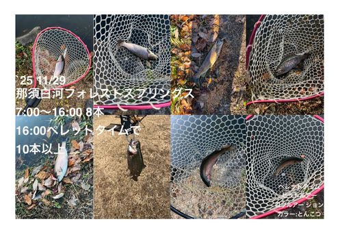 ニジマスの釣果