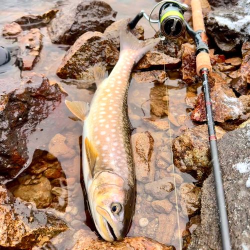 アメマスの釣果
