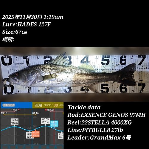 シーバスの釣果