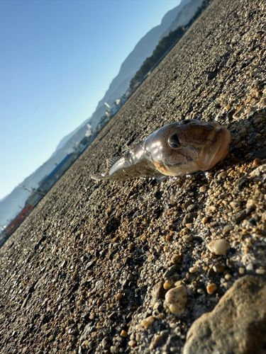 マハゼの釣果