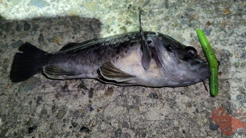 クロソイの釣果