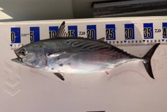 スマカツオの釣果