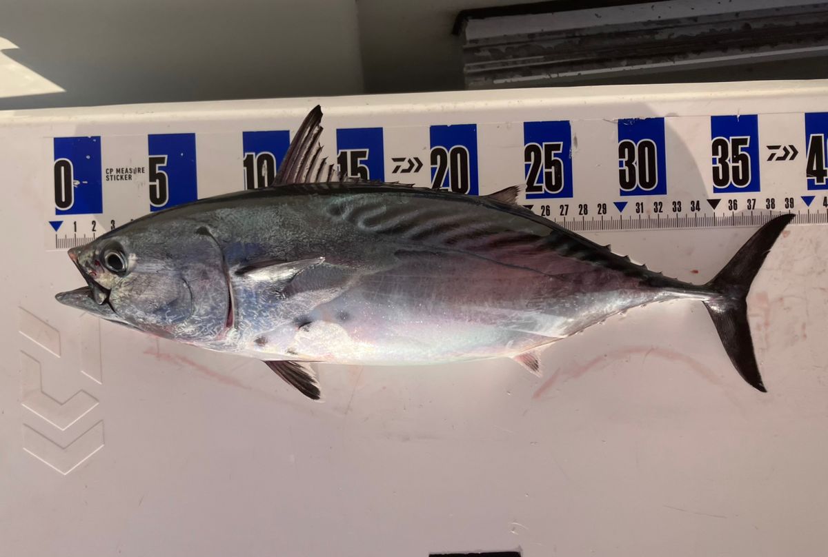 アングラーナーヒャンさんの釣果 1枚目の画像