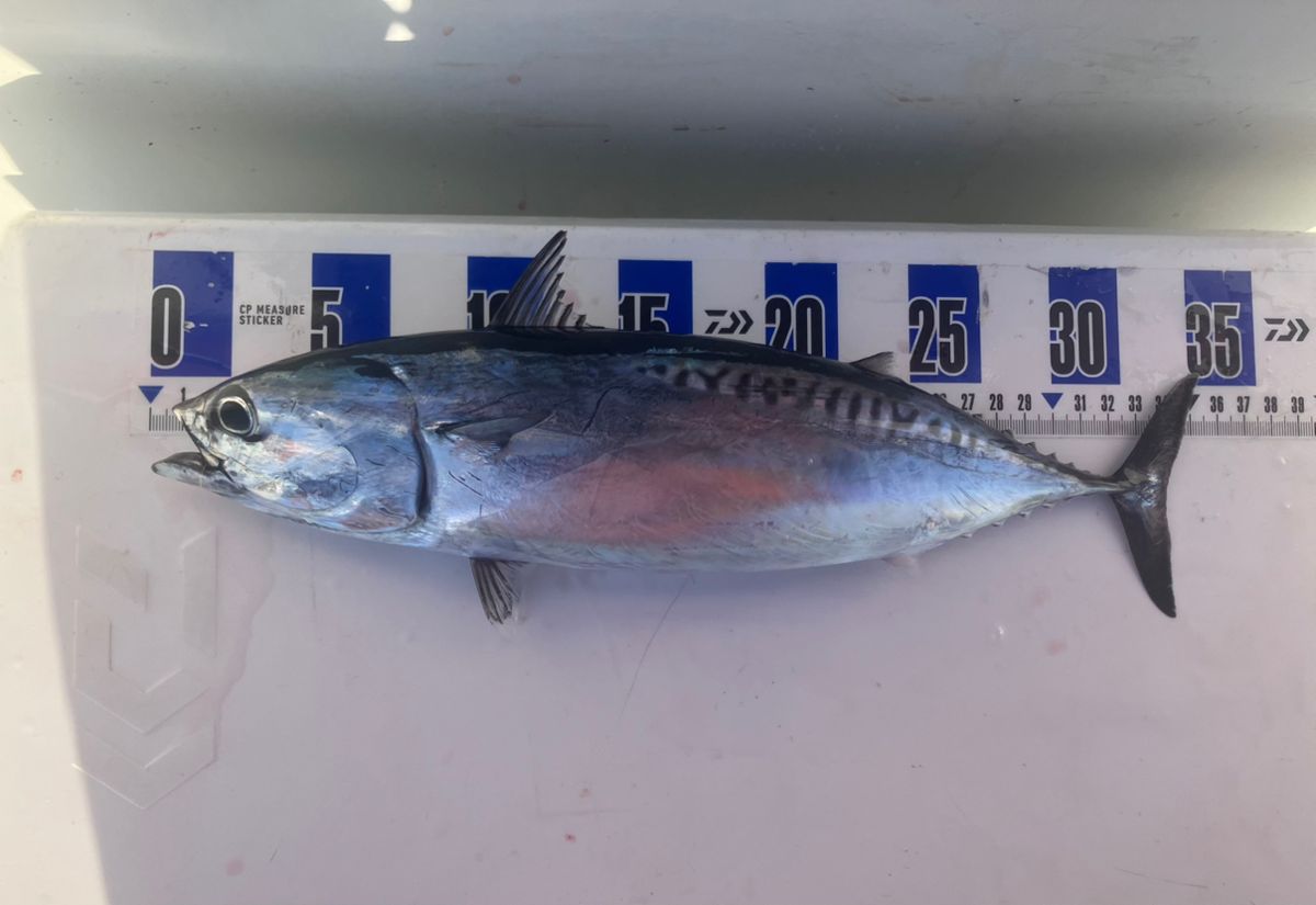 アングラーナーヒャンさんの釣果 2枚目の画像