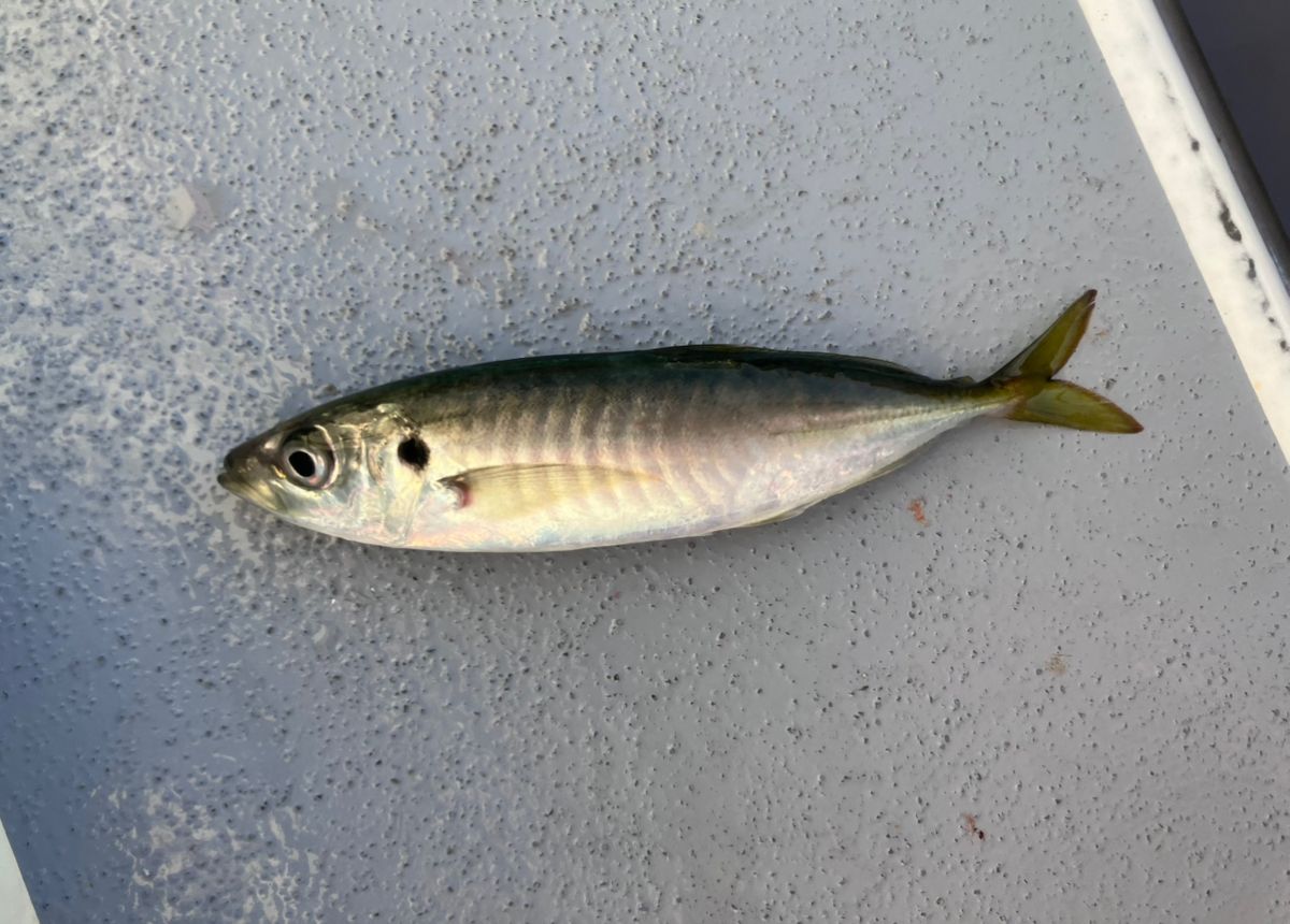 アングラーナーヒャンさんの釣果 3枚目の画像