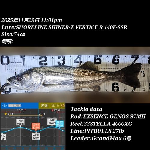 シーバスの釣果