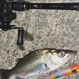 セイゴ（マルスズキ）