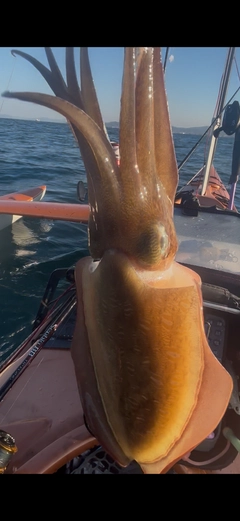 コウイカの釣果
