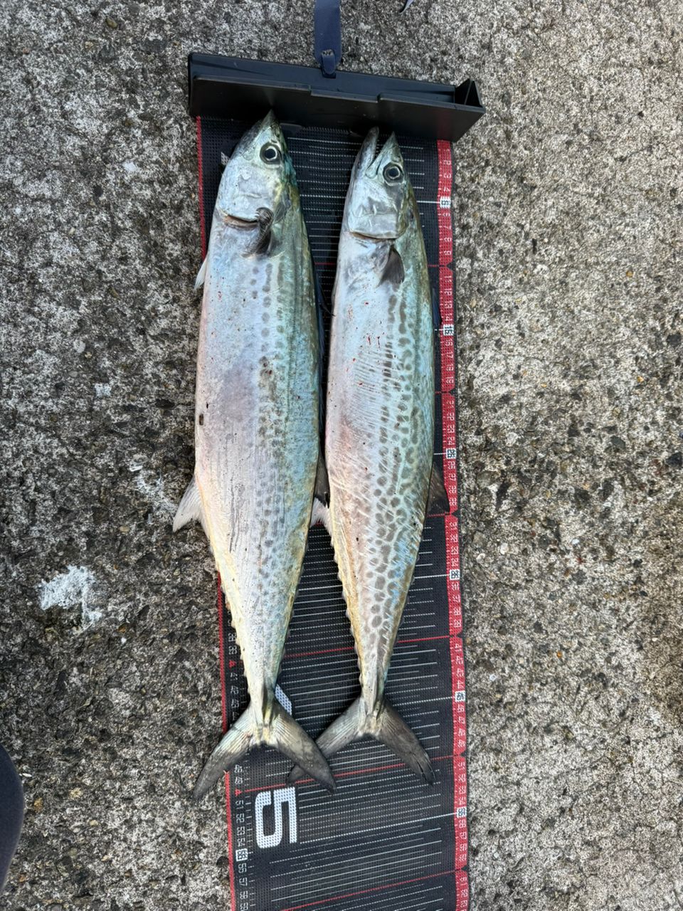 DAIWA 21シーバスハンター X 100M・Rの最安値・インプレ・釣果 | 本音