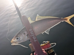 アオアジの釣果