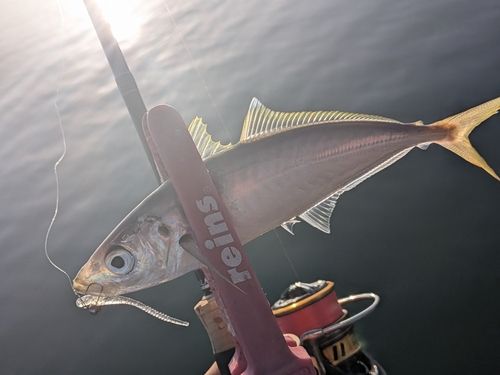 アオアジの釣果