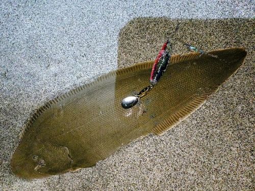 ウシノシタの釣果