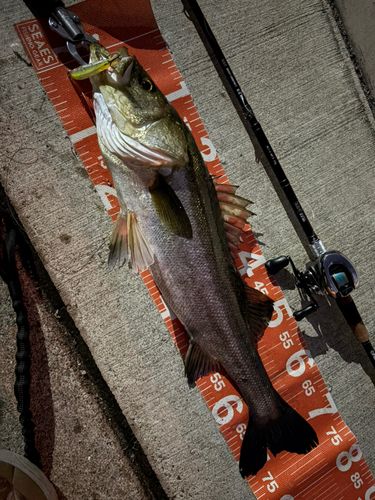 シーバスの釣果