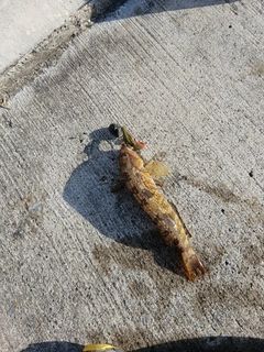 アイナメの釣果