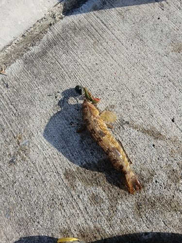 アイナメの釣果