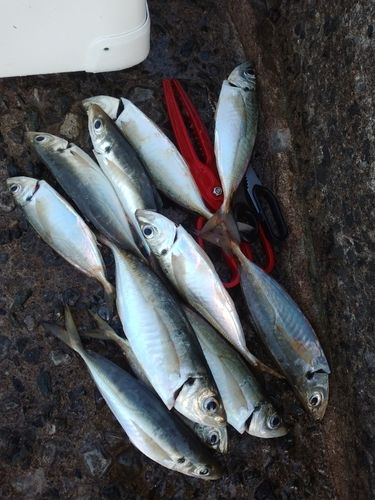 アジの釣果