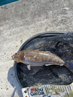 アイナメの釣果