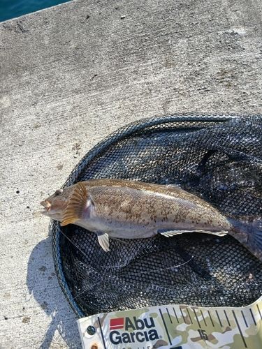 アイナメの釣果