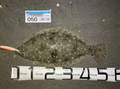 ヒラメの釣果