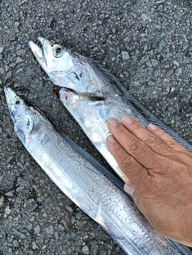 タチウオの釣果
