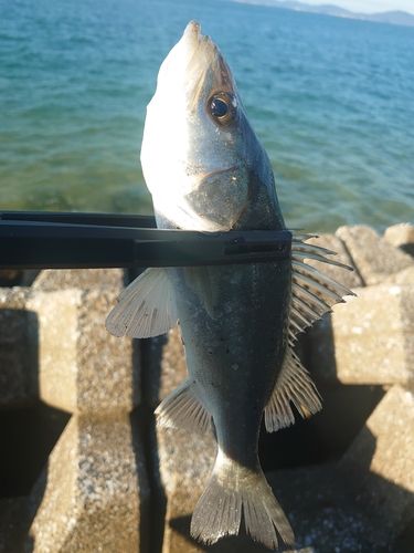 ゴマサバの釣果