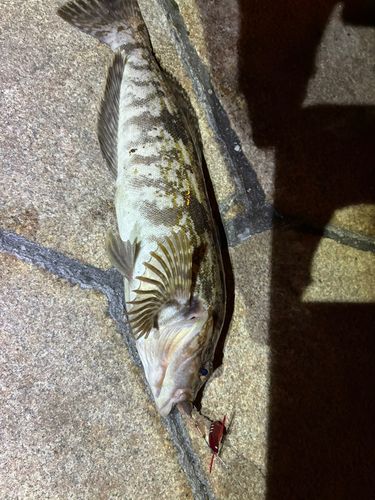 アイナメの釣果