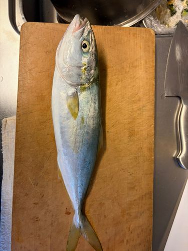 コズクラの釣果