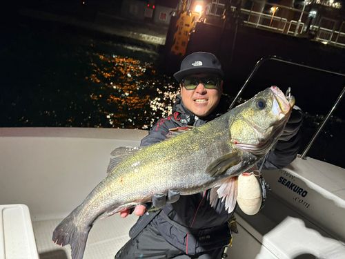 シーバスの釣果