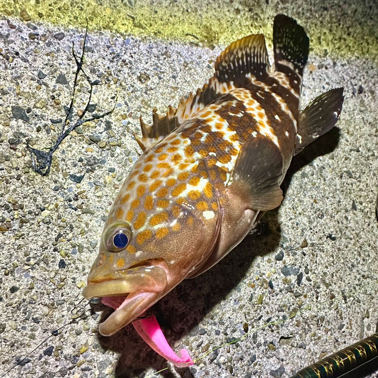 Megabass 20礁楽 SL-75MLSの最安値・インプレ・釣果 | 本音の口コミが