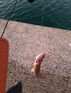 エソの釣果