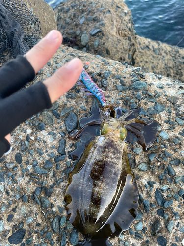 アオリイカの釣果