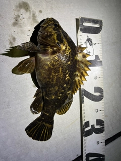 ベッコウゾイの釣果