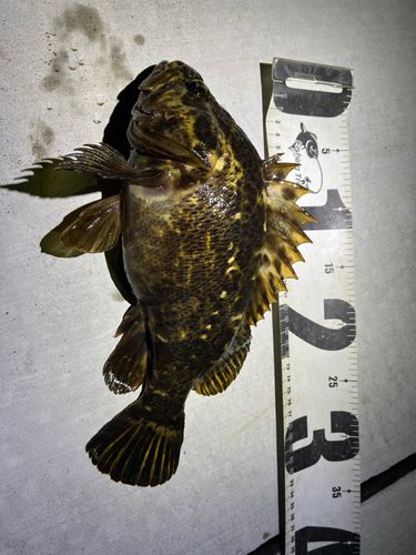 ベッコウゾイの釣果