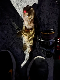 タケノコメバルの釣果