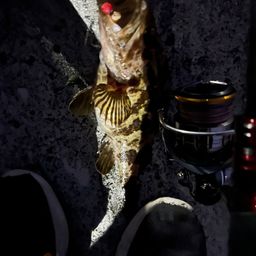 タケノコメバル