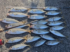マアジの釣果