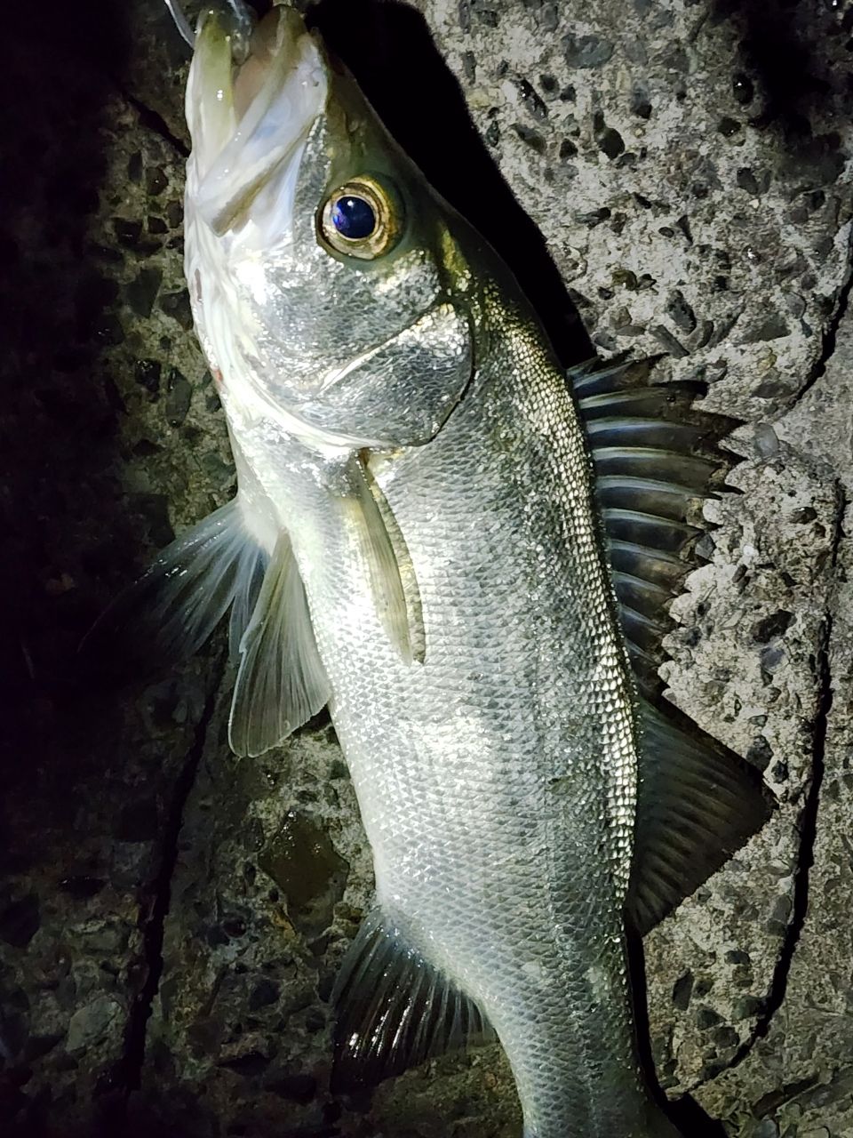 シマノ　23ディアルーナ90ML　最安値 シマノ(SHIMANO) 23 ディアルーナ S90L ディアルーナ[DIALUNA] ☆NEW