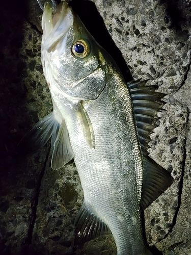 ヒラスズキの釣果