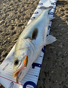 シーバスの釣果