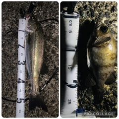 シロメバルの釣果