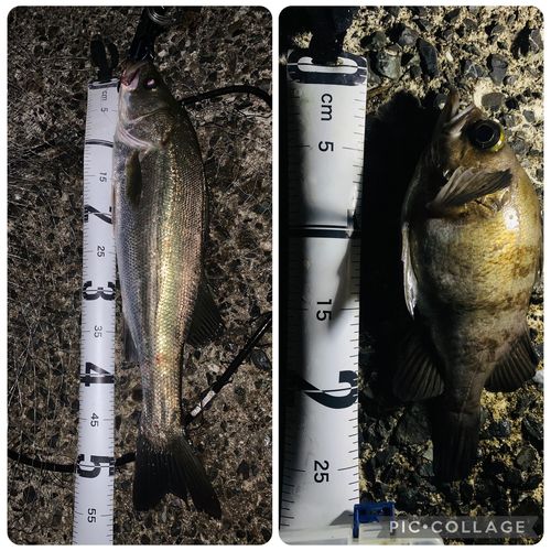 シロメバルの釣果