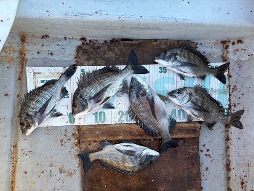 クロダイの釣果