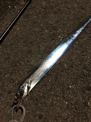 タチウオの釣果