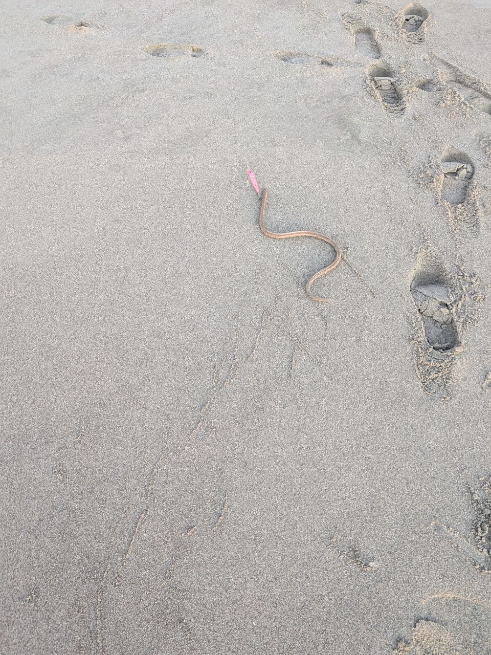 ダイナンウミヘビ