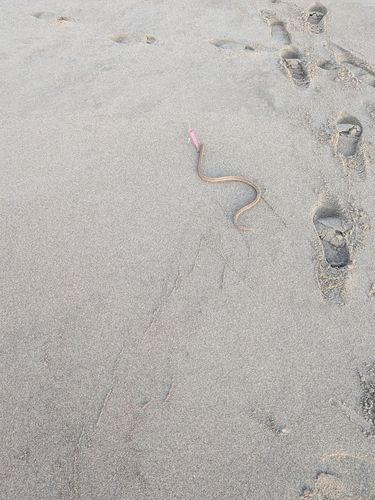 ダイナンウミヘビの釣果