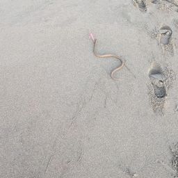 ダイナンウミヘビ