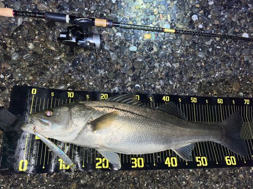 シーバスの釣果