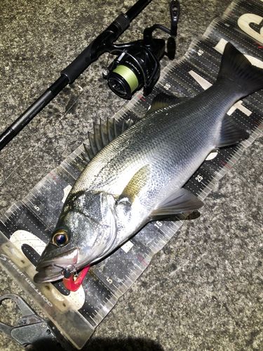 ヒラスズキの釣果