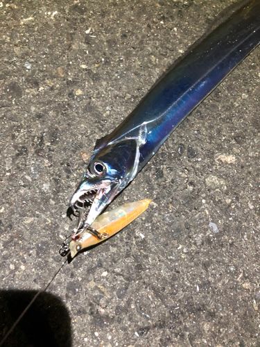 タチウオの釣果